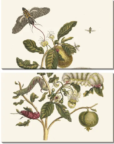 Картина Гуахаре (1705)