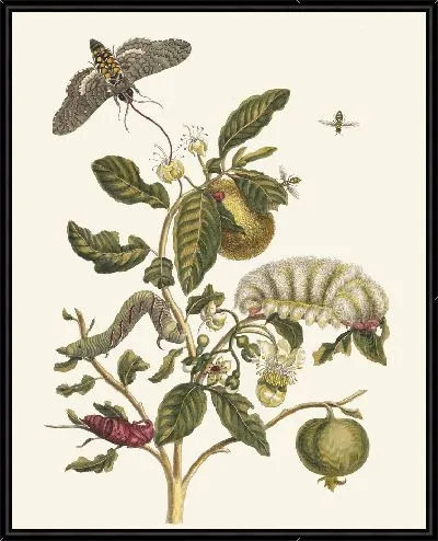 Картина Гуахаре (1705)