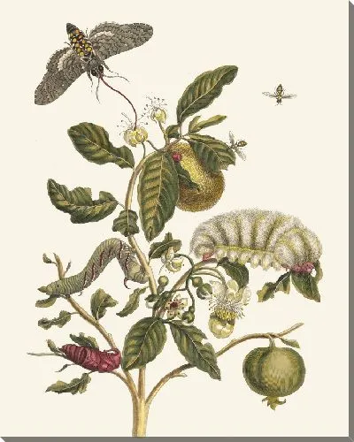 Картина Гуахаре (1705)