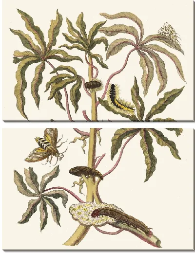 Картина Гуаява белая сладкая (1705 г.)