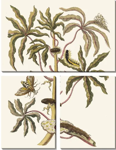 Картина Гуаява белая сладкая (1705 г.)