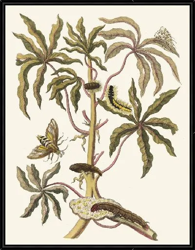 Картина Гуаява белая сладкая (1705 г.)