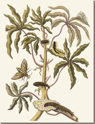 Картина Гуаява белая сладкая (1705 г.)