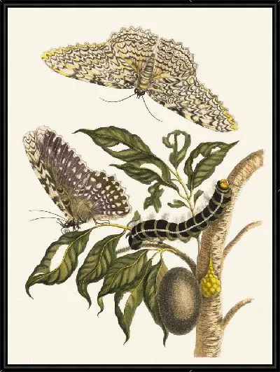 Картина Древо гомеопатическое (1705 г.)