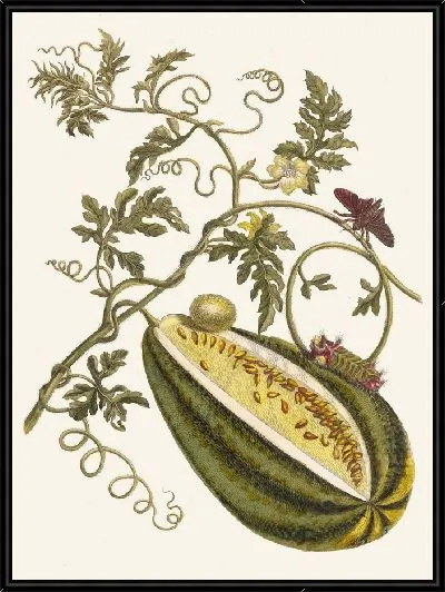 Картина Дыня д'О (1705)