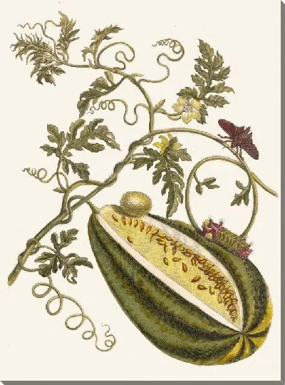 Картина Дыня д'О (1705)