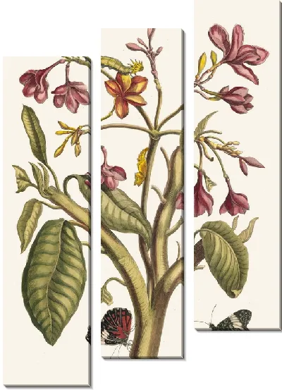 Картина Жасмин Индийский (1705)
