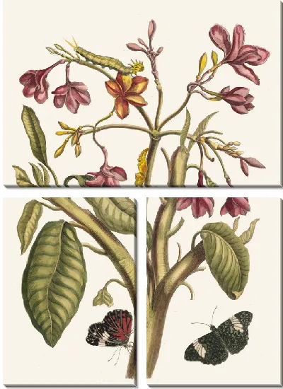 Картина Жасмин Индийский (1705)