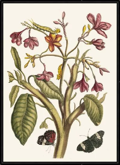 Картина Жасмин Индийский (1705)