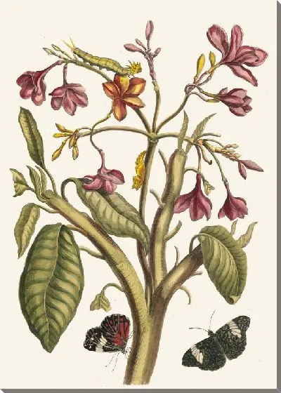 Картина Жасмин Индийский (1705)