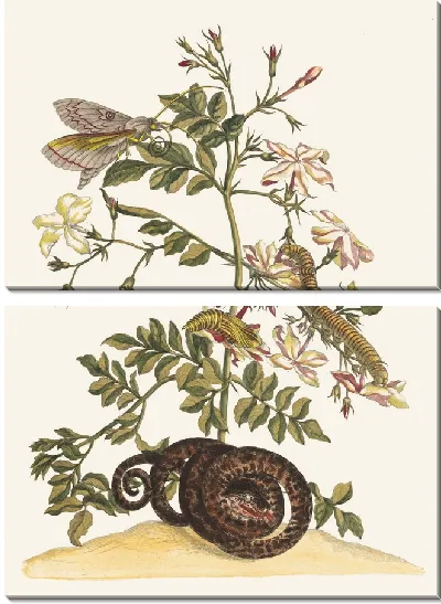 Картина Жасмин крупноцветковый (1705 г.)