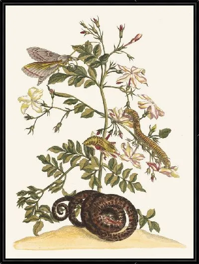 Картина Жасмин крупноцветковый (1705 г.)