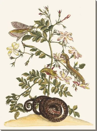 Картина Жасмин крупноцветковый (1705 г.)