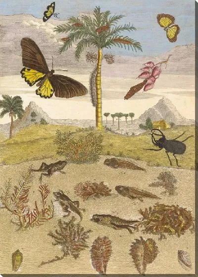 Картина Жук-олень, земноводные и пальмы (1705 г.)