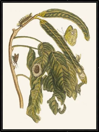 Картина Зоэте Боонен-Бом (1705)