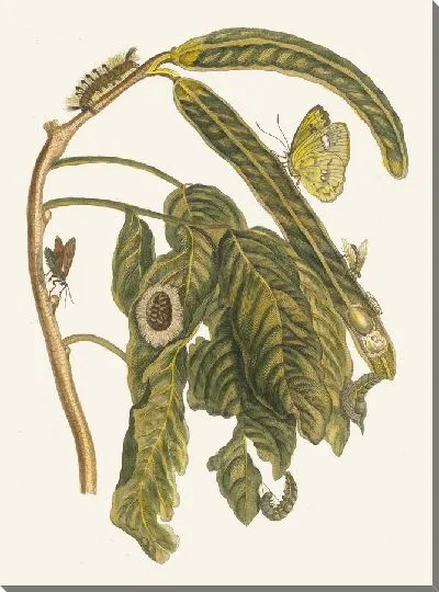 Картина Зоэте Боонен-Бом (1705)