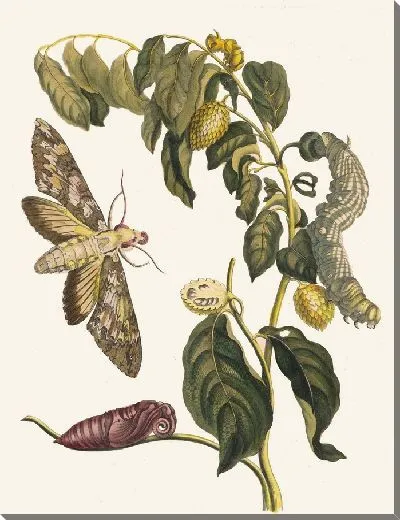 Картина Зурсак (1705)