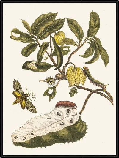 Картина Зуурсак (1705)