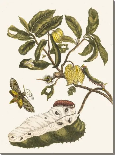 Картина Зуурсак (1705)