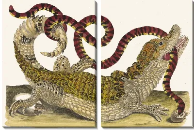 Картина Кайман (1705)