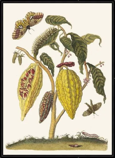 Картина Какао (1705)