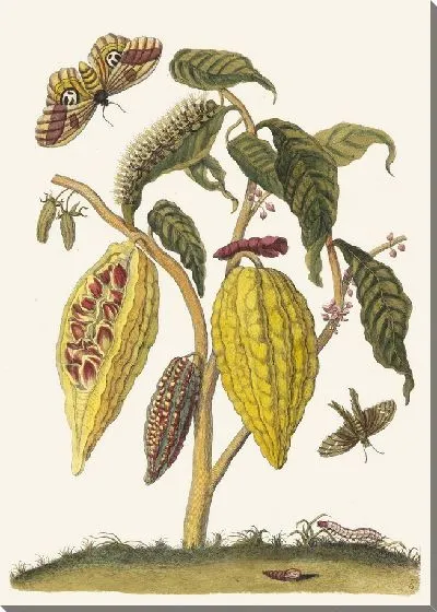 Картина Какао (1705)