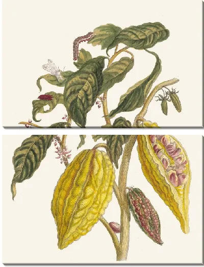 Картина Какао (1706)