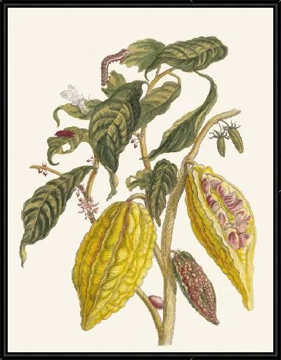 Картина Какао (1706)