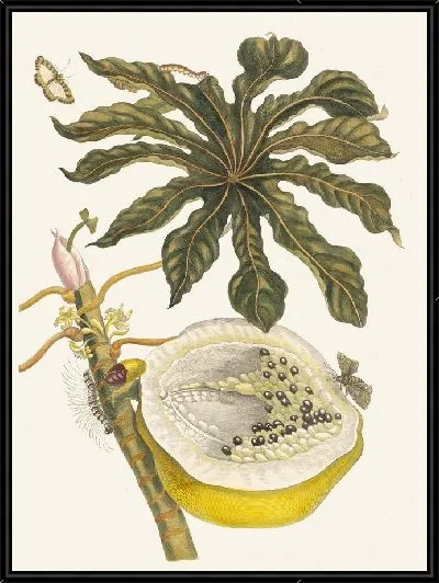 Картина Карика папайя (1705)