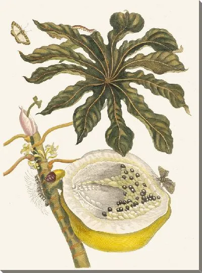 Картина Карика папайя (1705)