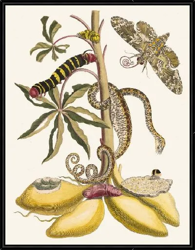 Картина Кассаве (1705)