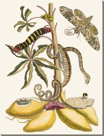 Картина Кассаве (1705)