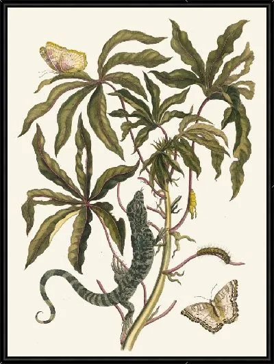 Картина Кассаве (1706)