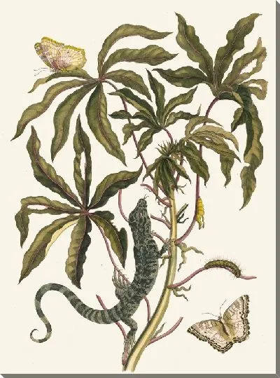 Картина Кассаве (1706)