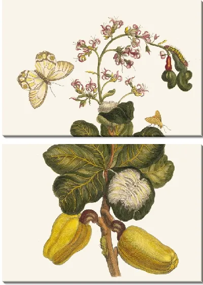 Картина Кашу (1705)