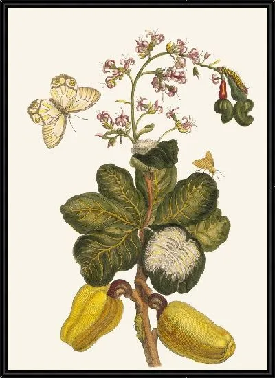 Картина Кашу (1705)