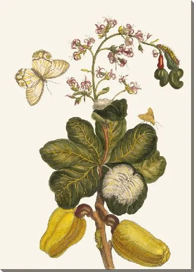 Картина Кашу (1705)