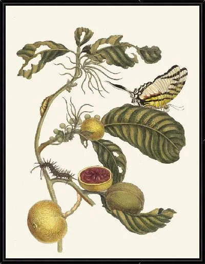 Картина Коробка Дерево (1705)