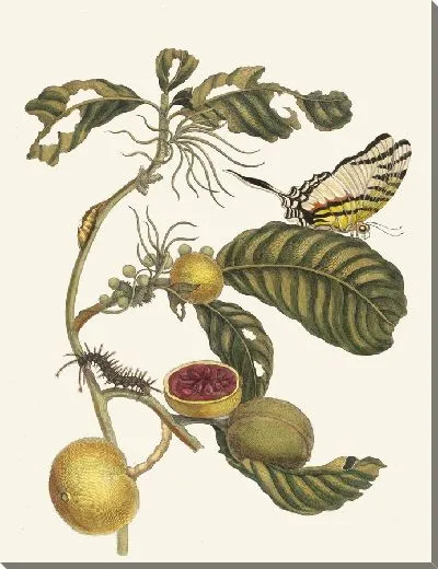 Картина Коробка Дерево (1705)