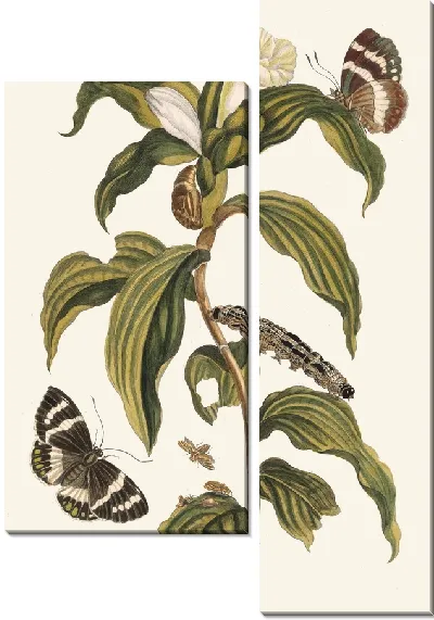 Картина Костус арабикус (1705 г.)