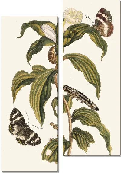 Картина Костус арабикус (1705 г.)
