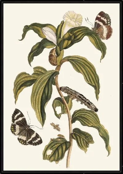 Картина Костус арабикус (1705 г.)