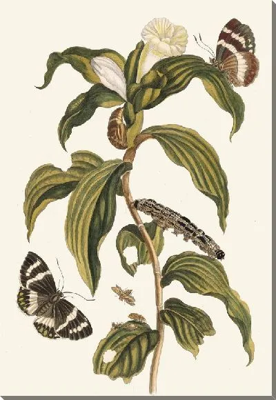 Картина Костус арабикус (1705 г.)