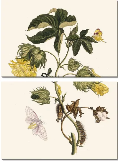 Картина Котонье (1705)