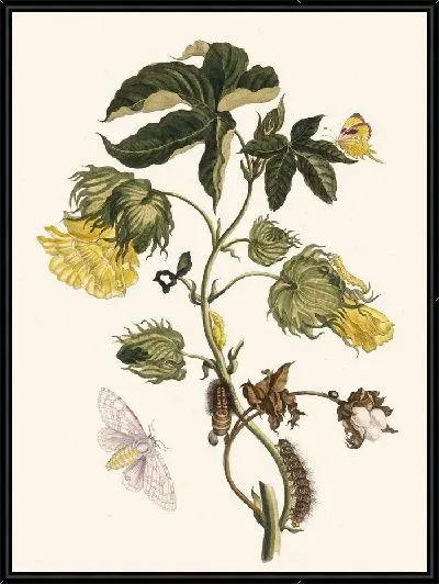 Картина Котонье (1705)