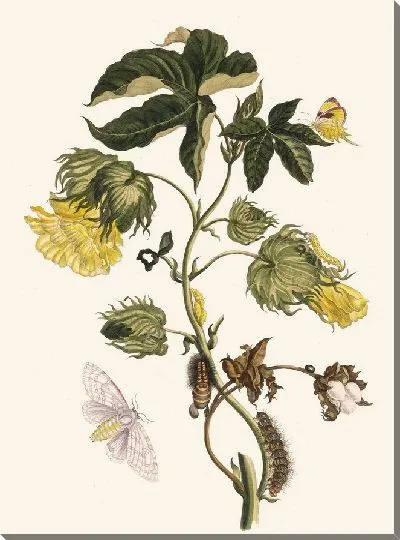 Картина Котонье (1705)