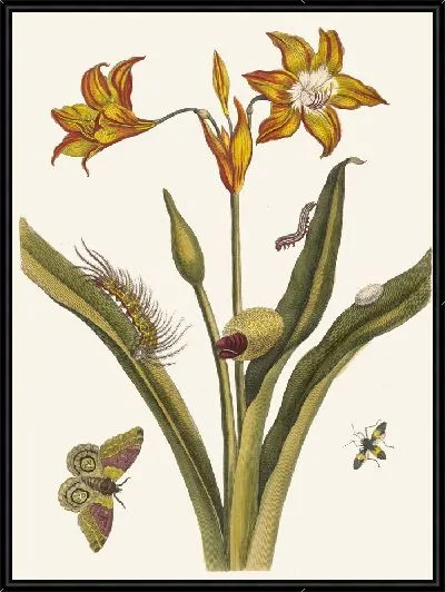 Картина Красная Лиса (1705)