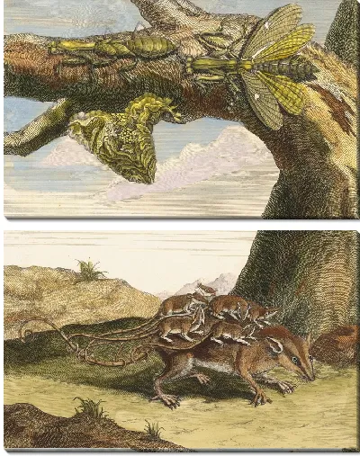 Картина Лесная крыса (1705)