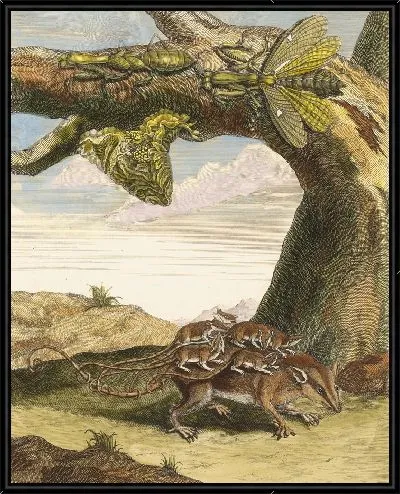 Картина Лесная крыса (1705)