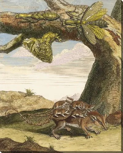 Картина Лесная крыса (1705)